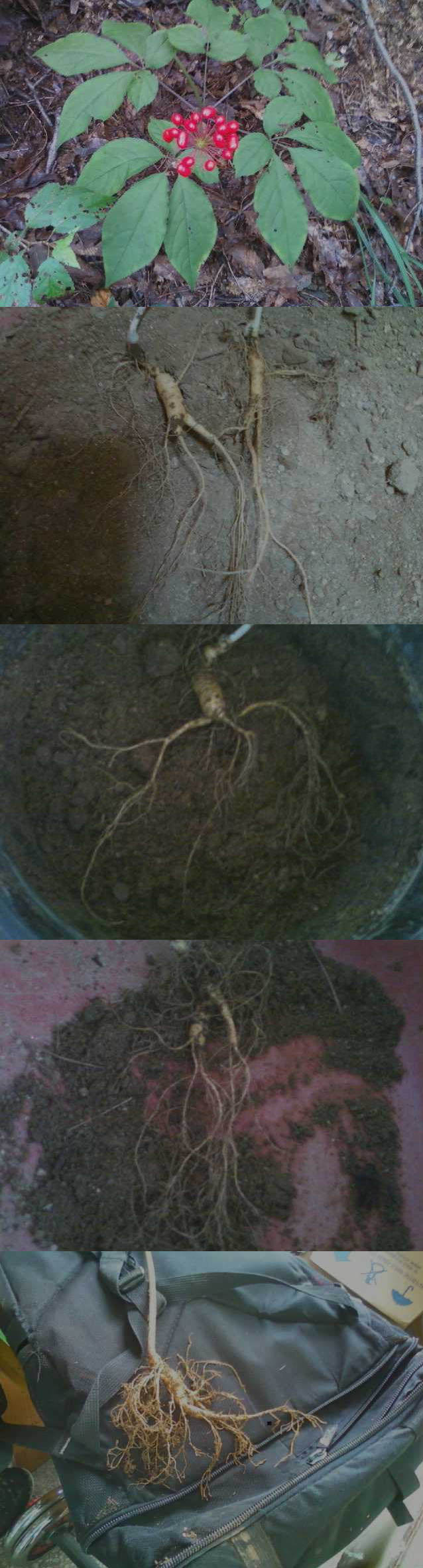 최근 산삼 실물입니다...